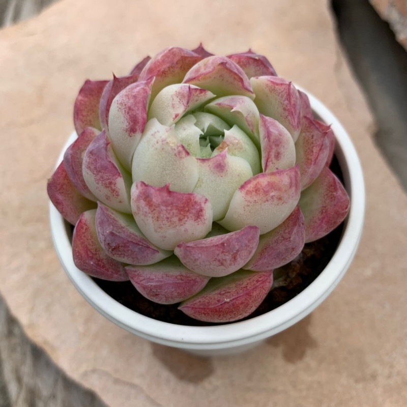 多肉植物 ヒューミリス エケベリア・ヒューミリス | 観葉植物