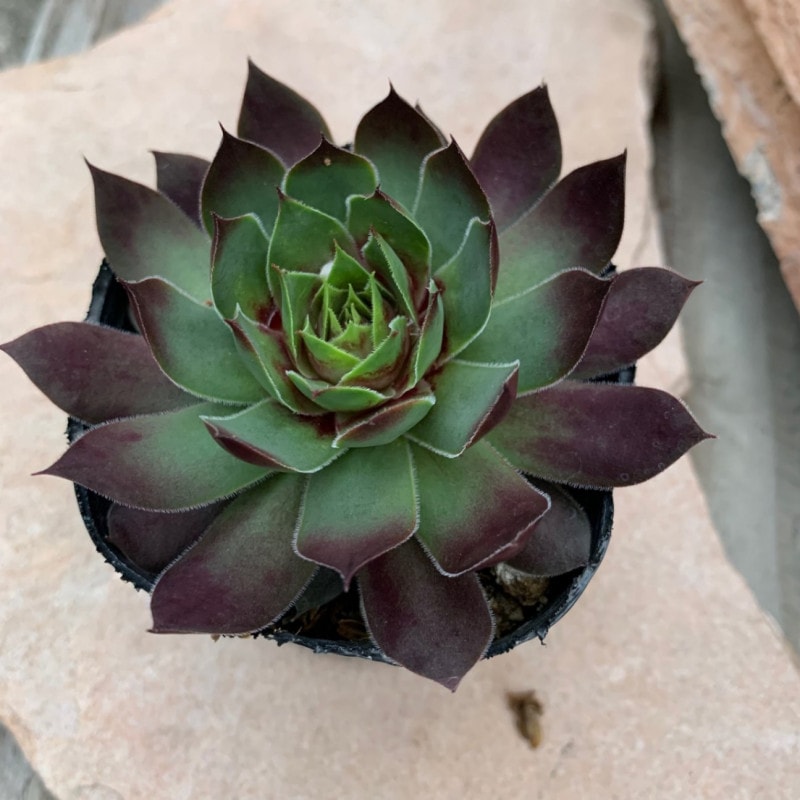 センペルビウム★Webby Flame★根付♪ センペルビウム☆Webby Flame☆根付♪