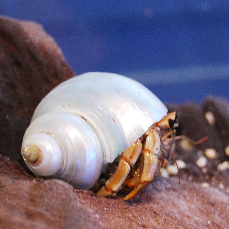 オカヤドカリ【沖縄産】アフリカマイマイ幅10.5cm【写真の子