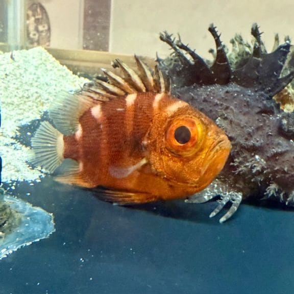 サツマカサゴ 【近海産ハンドコート】 | 海水魚図鑑（過去入荷）,海水