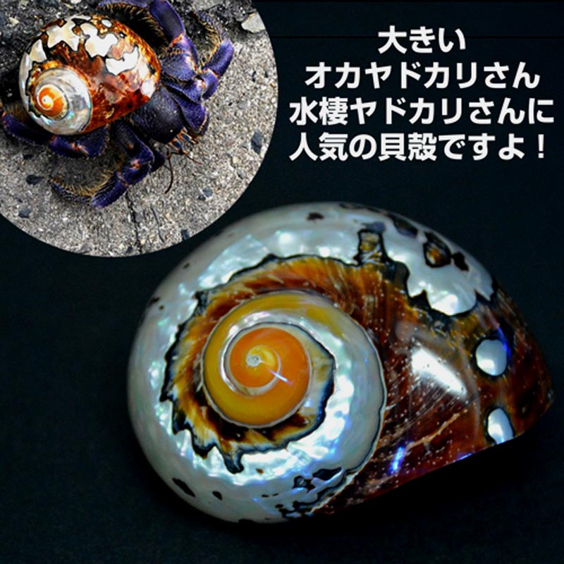 コブヨコバサミ【近海産】【和歌山産】 | 海水魚図鑑（過去入荷）,甲殻