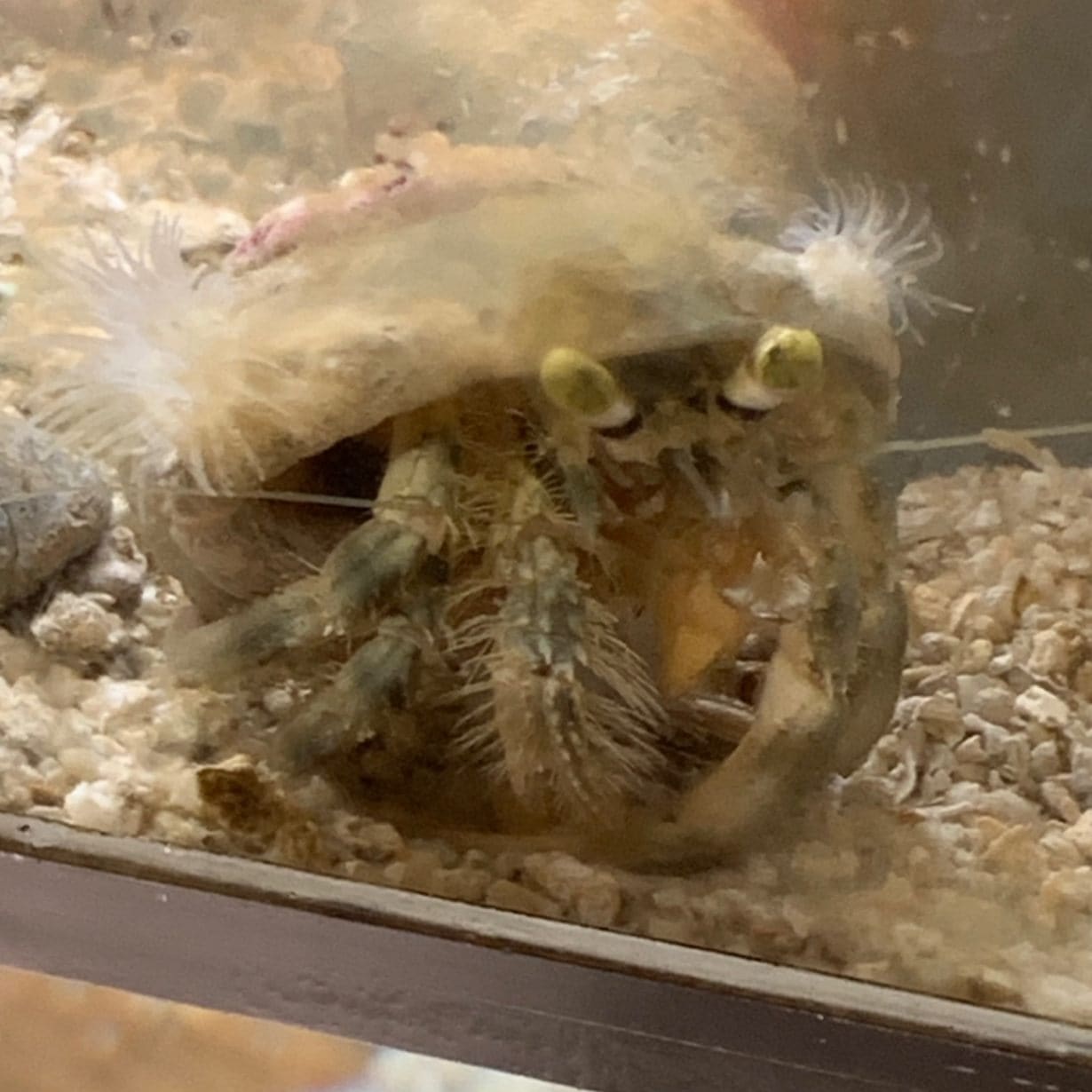 カブトヤドカリ【フィリピン産】ベニヒモイソギンチャク少し付き