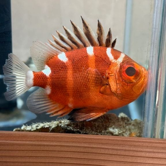 サツマカサゴ 【近海産ハンドコート】 | 海水魚図鑑（過去入荷）,海水