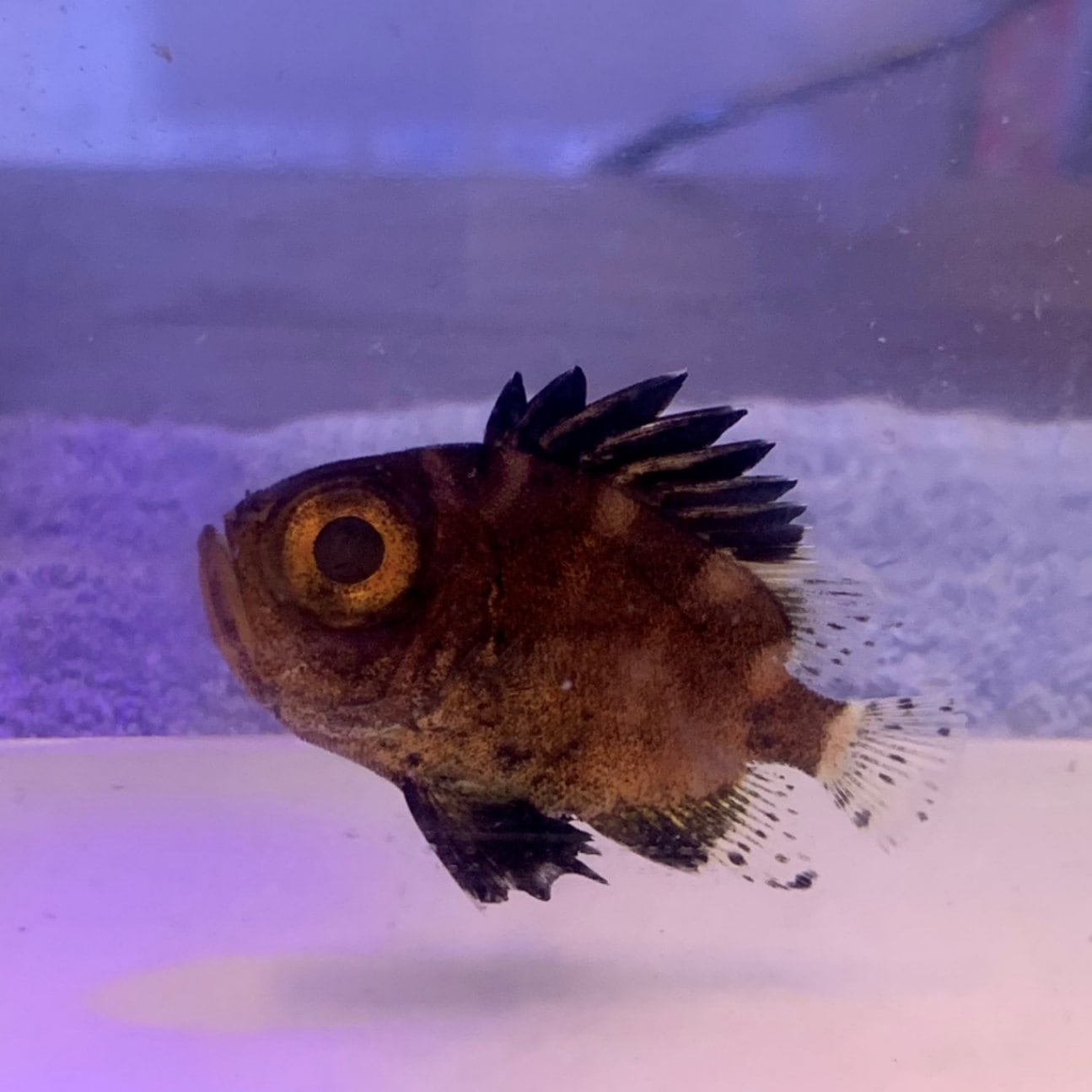 クルマダイ 5cm【近海産】【和歌山県産】 | 海水魚図鑑（過去入荷