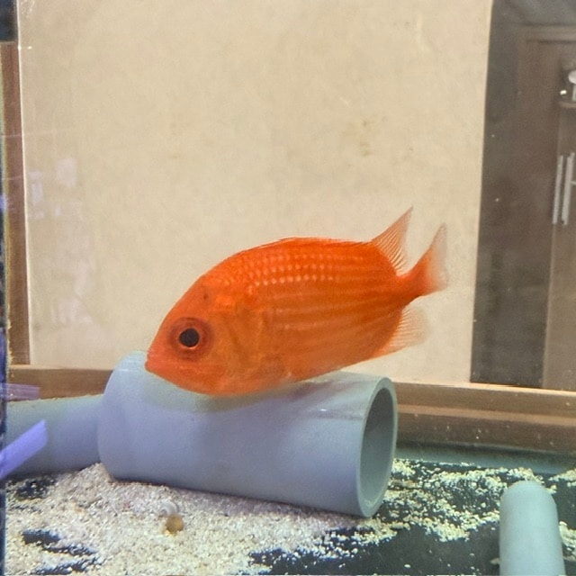 ミナミクロダイ【沖縄産ハンドコート】 | 海水魚図鑑（過去入荷）,海水