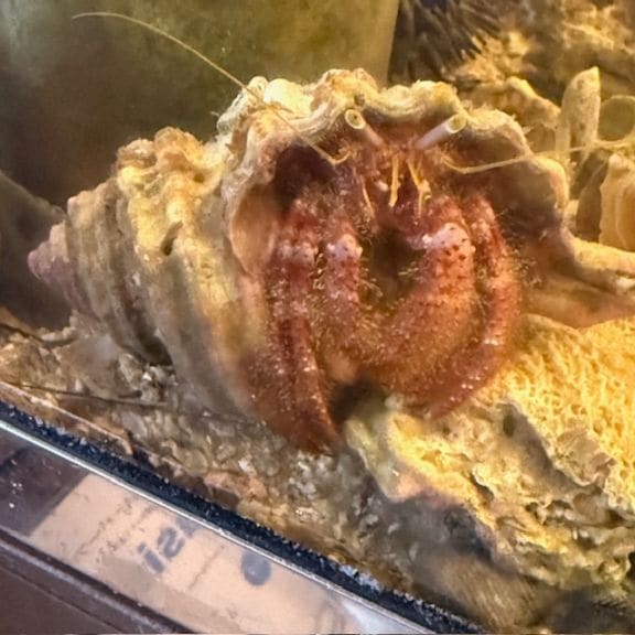 メキシコ産　モデスタキンイロコガネ　35mm メキシコ産 モデスタキンイロコガネ 35mm