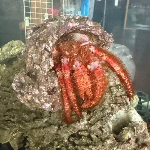 ハナガササンゴ【07001】BIG! | 海水魚図鑑（過去入荷）,サンゴ
