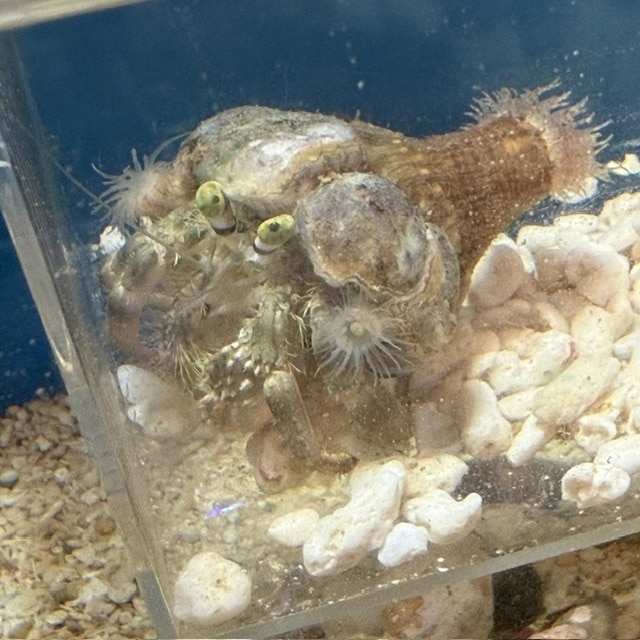 ハチジョウダカラガイ【沖縄産】 | 海水魚図鑑（過去入荷）,海水魚,貝