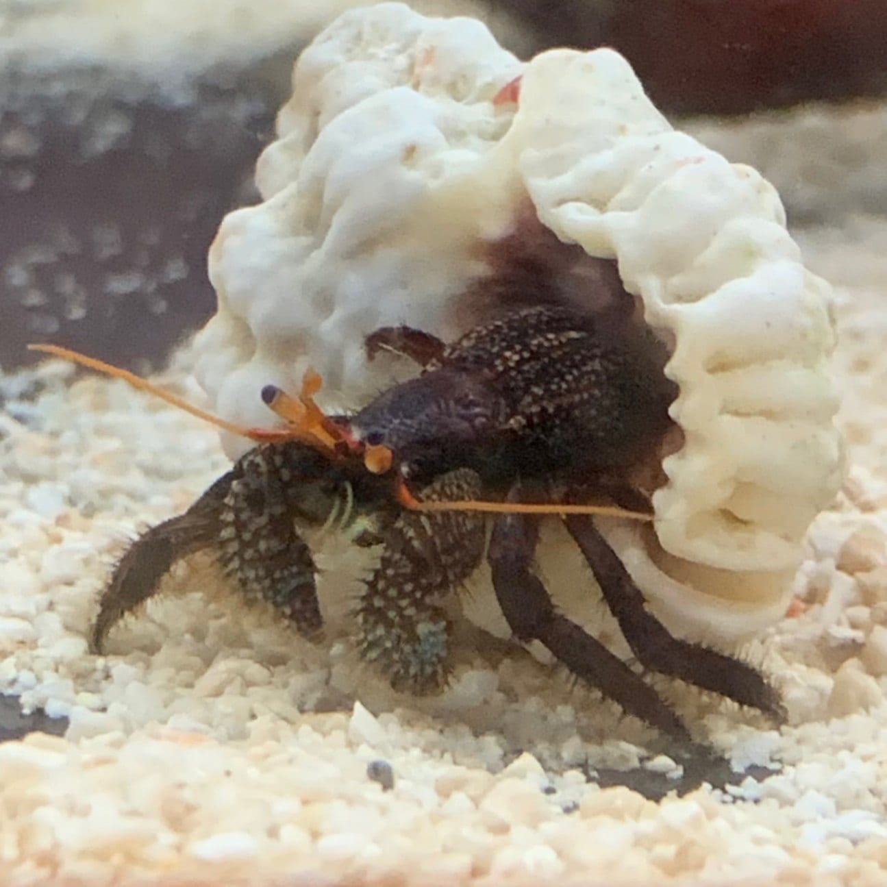 サンゴヨコバサミ【沖縄産】 | すべての商品 | やどかり屋