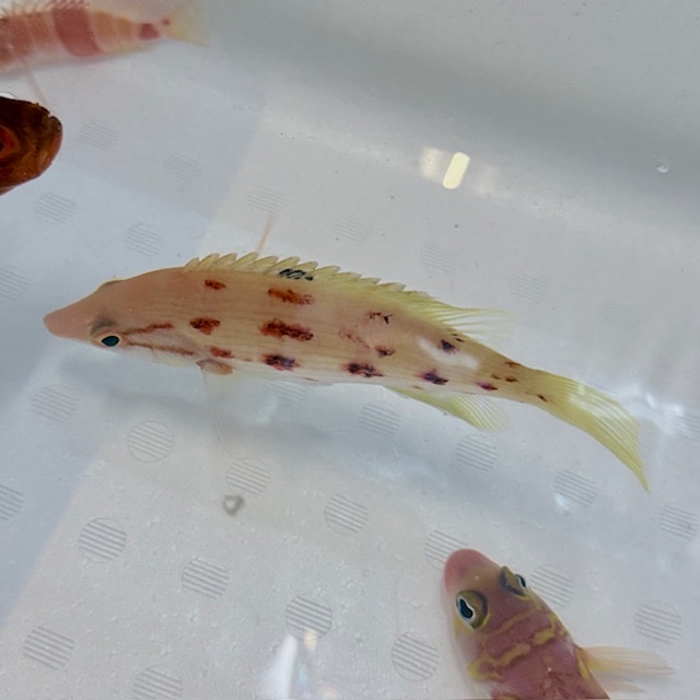 サツマカサゴ 【近海産ハンドコート】 | 海水魚図鑑（過去入荷）,海水