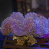 オオウミキノコ 【沖縄産】