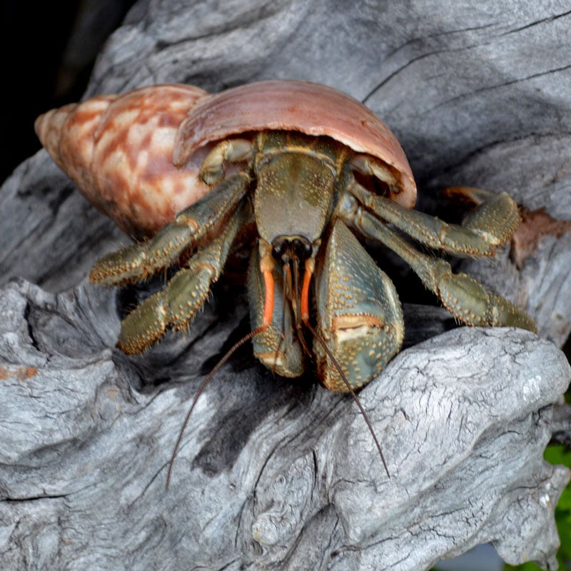 アフリカマイマイ 6-7cm | 貝殻,オカヤドカリ用貝殻,Lサイズ