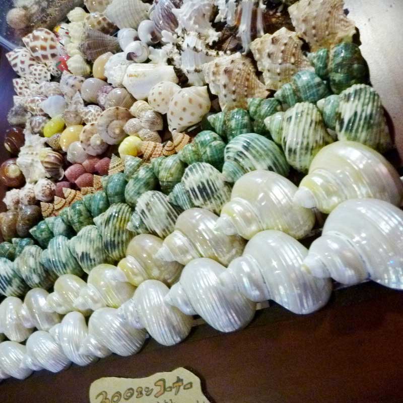 ウズラミヤシロガイ 8.8cm（サイズ1点もの） | すべての商品