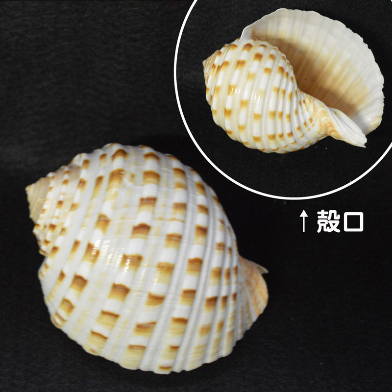 ウズラミヤシロガイ 8.5cm（サイズ1点もの） | すべての商品