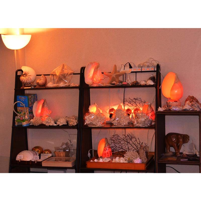 タカセガイ(磨)7.6cm【1点物】 | すべての商品 | やどかり屋