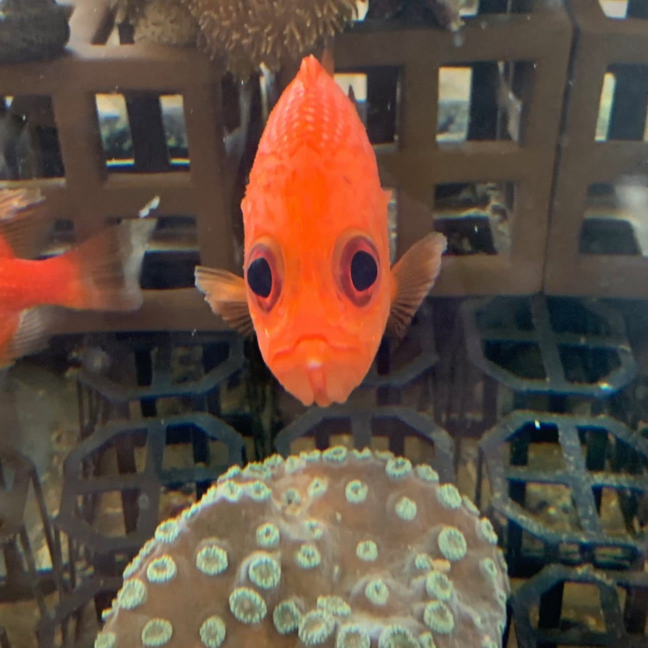 エビスダイ【近海産】【和歌山県産】 | 海水魚,その他 | やどかり屋