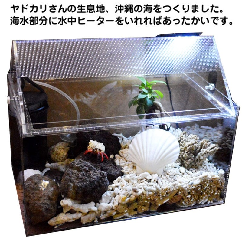 おしゃれオカヤドカリさん【3-4cm】【イメージ】 | すべての商品