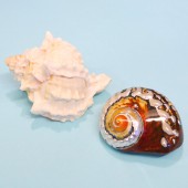 ヤドカリ引越用貝殻 M-Lセット 008