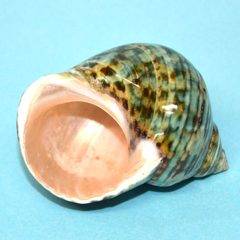 マルサザエ磨きグリーンA♪約4.6cm【1点物！】 | 貝殻,オカヤドカリ