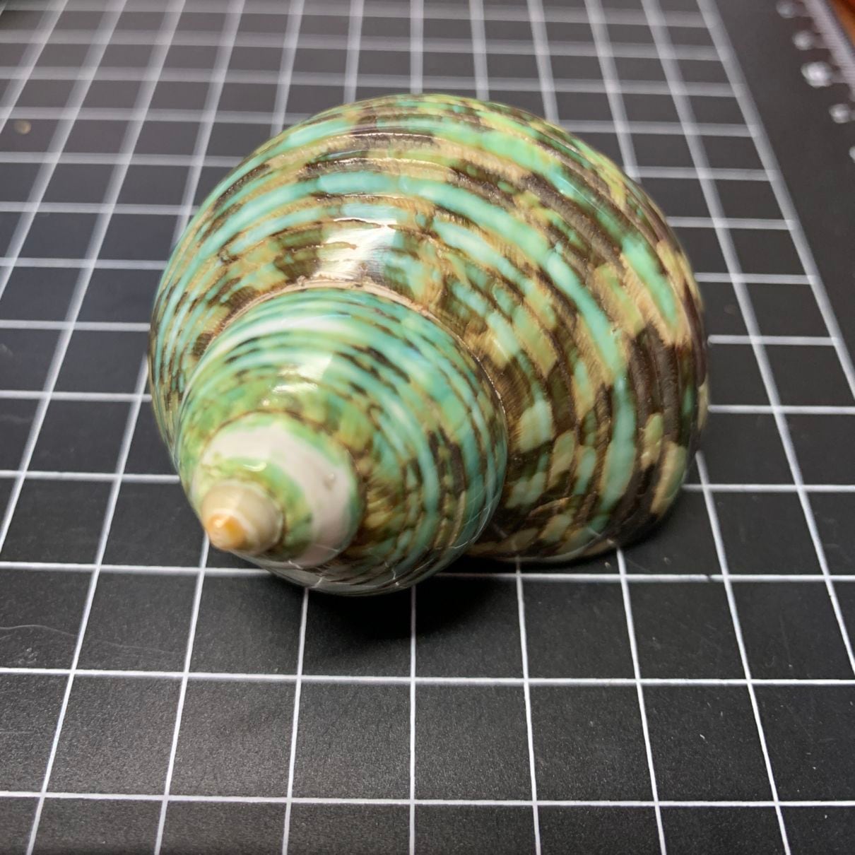 サザエ磨きグリーン 5-6cm | 貝殻,オカヤドカリ用貝殻,Lサイズ