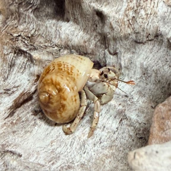 マイマイにはいっている白っぽいムラサキオカヤドカリさん+貝殻1個