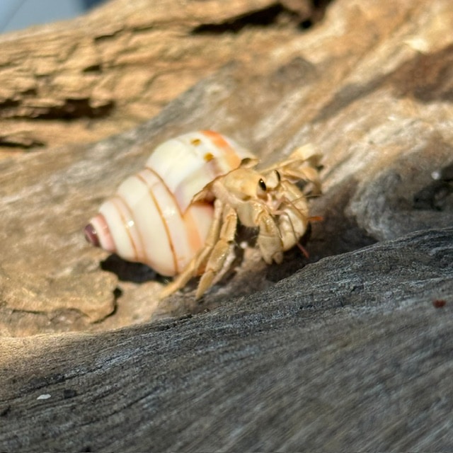 横長貝殻に入っている白っぽいムラサキオカヤドカリ【4.3cm】【写真の