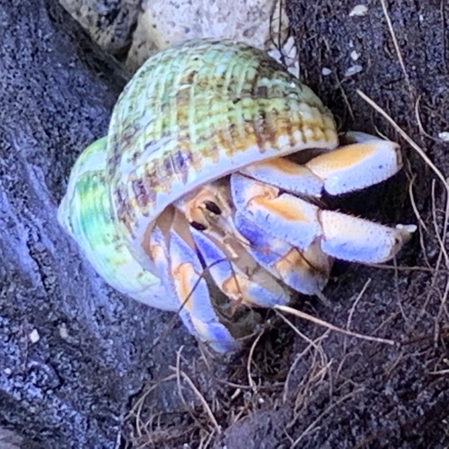 大きい貝殻 51K3uKxz+cL.jpg_BO30,255,255,