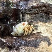 白っぽいムラサキオカヤドカリさん【ベビー～SSサイズ】【1～1.5cm】イメージ