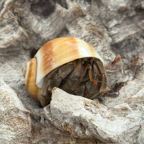 【ヤドカリ】 ムラサキオカヤドカリLLサイズ【沖縄産】2022年最終入荷かも