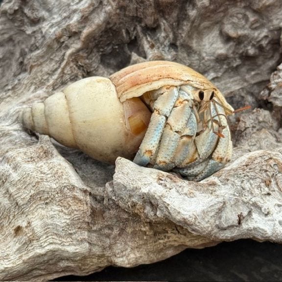 【ヤドカリ】 ムラサキオカヤドカリLLサイズ【沖縄産】2022年最終入荷かも