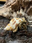 おしゃれオカヤドカリさん【2.6-4cm】【Mサイズ】【イメージ】