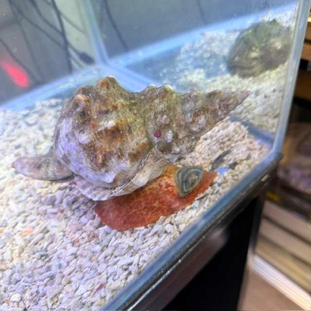 オニヒトデ【近海産】 | 海水魚図鑑（過去入荷）,海水魚,ヒトデ・シダ