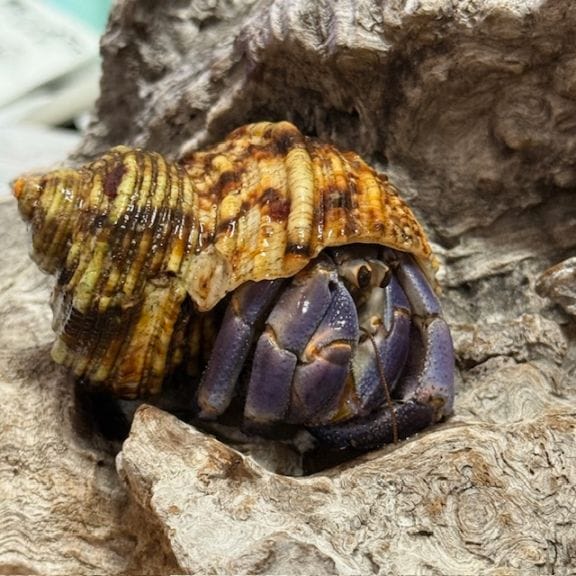 ヤシガニ 【沖縄産】【甲羅幅10cm】メス 610g ※腹部擦れ傷あり