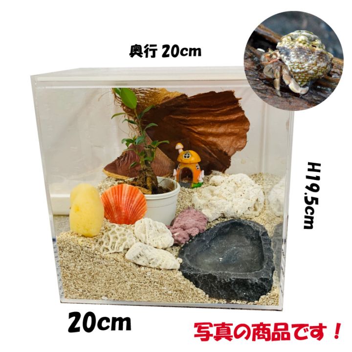 オカヤドカリ【ベビー～SSサイズ1-2cm】+飼育セット♪ 写真の商品です