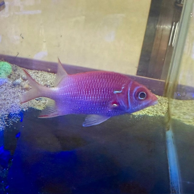 ジュウイチトゲコブシガニ【セブ産】 | 海水魚図鑑（過去入荷）,甲殻類