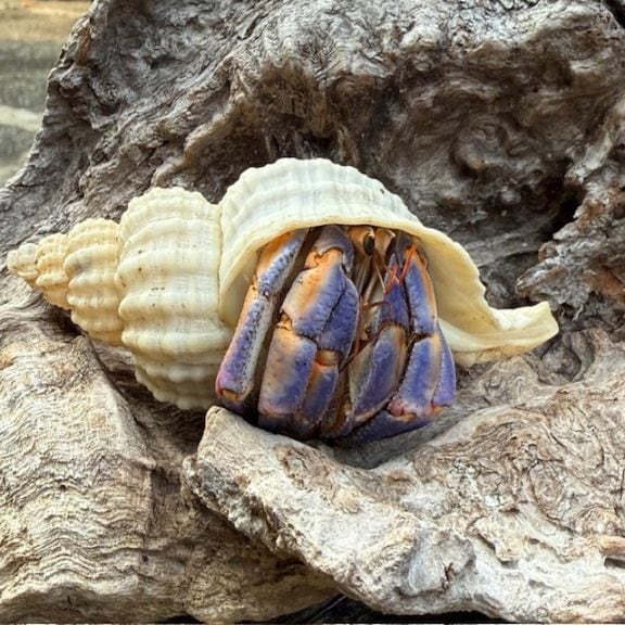 ムラサキオカヤドカリLLサイズ【沖縄産】2022年最終入荷かも