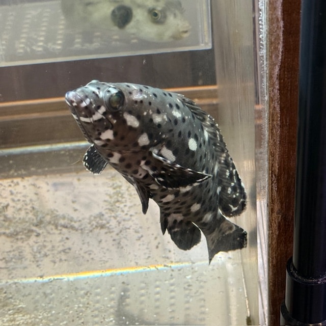 トウアカクマノミ 天然ペア【セブ産】 | 海水魚図鑑（過去入荷