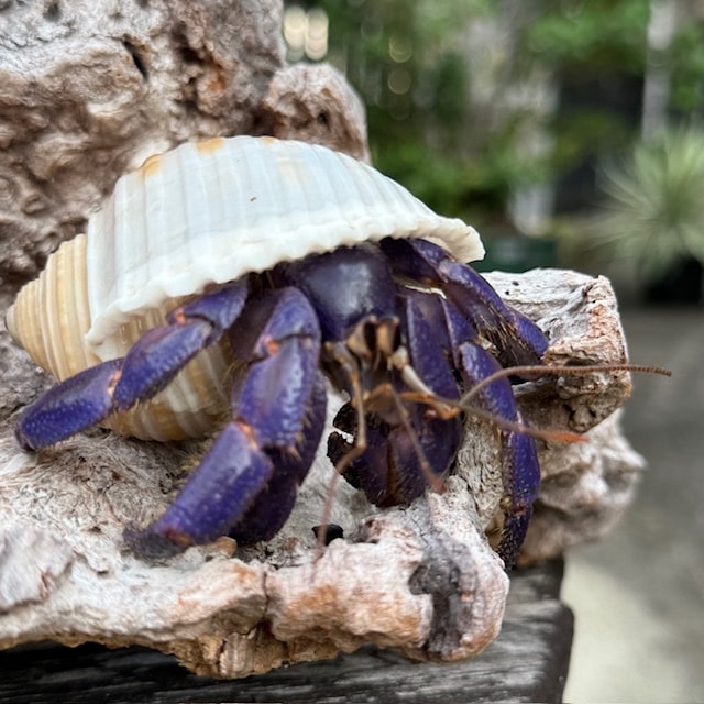 キングチサザエにはいっているムラサキオカヤドカリ 3.7cm