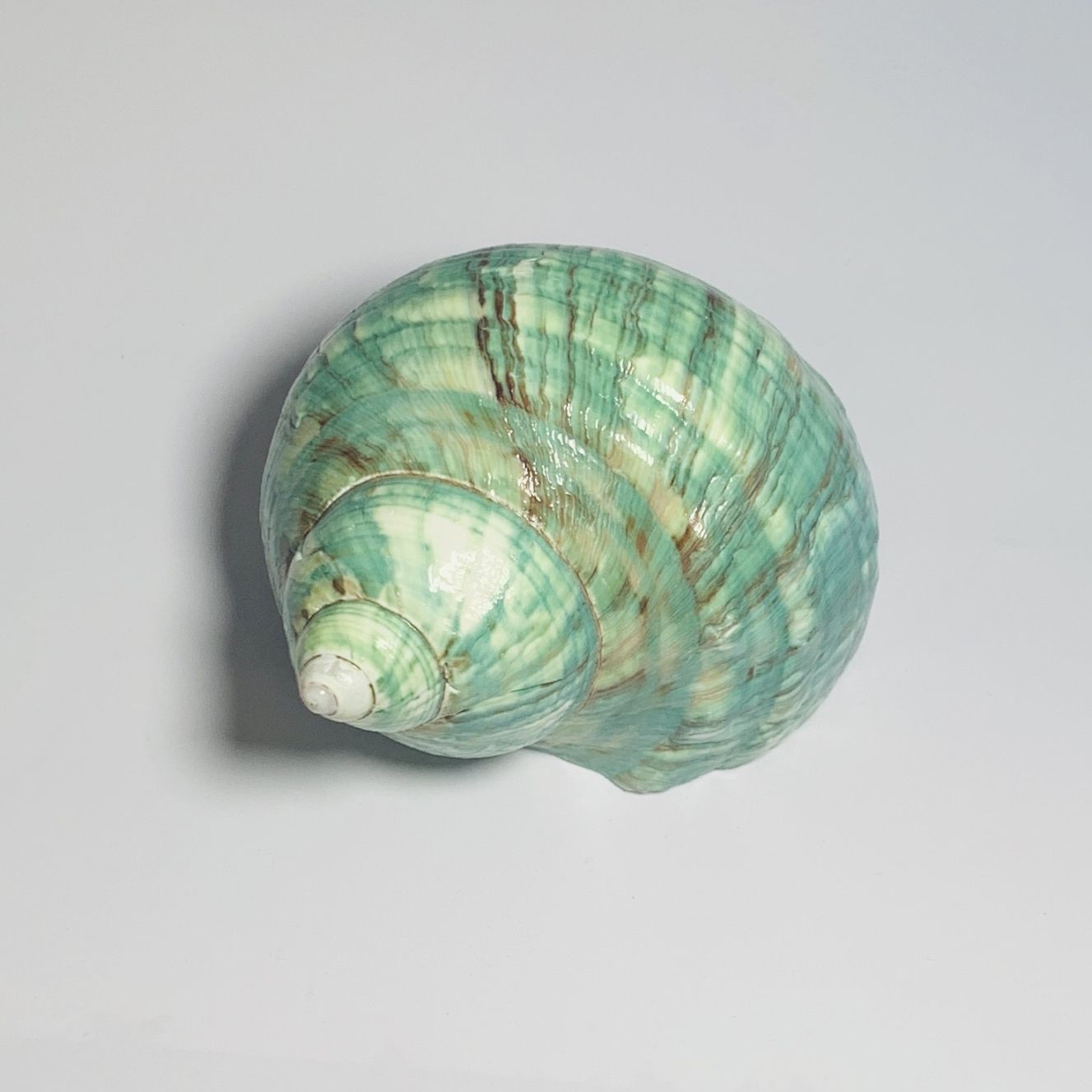 緑サザエ 7.2cm001【サイズ1点もの・写真の商品】 | すべての商品