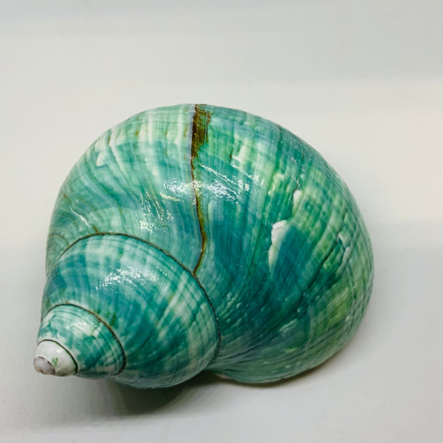 緑サザエ 7.4cm001【サイズ1点もの】 | すべての商品 | やどかり屋