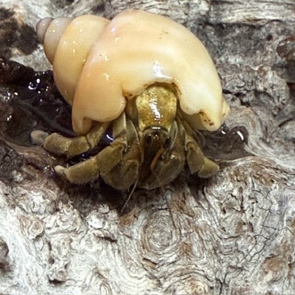 ヤコウガイグリーンにはいっているムラサキオカヤドカリ【LLサイズ7.3