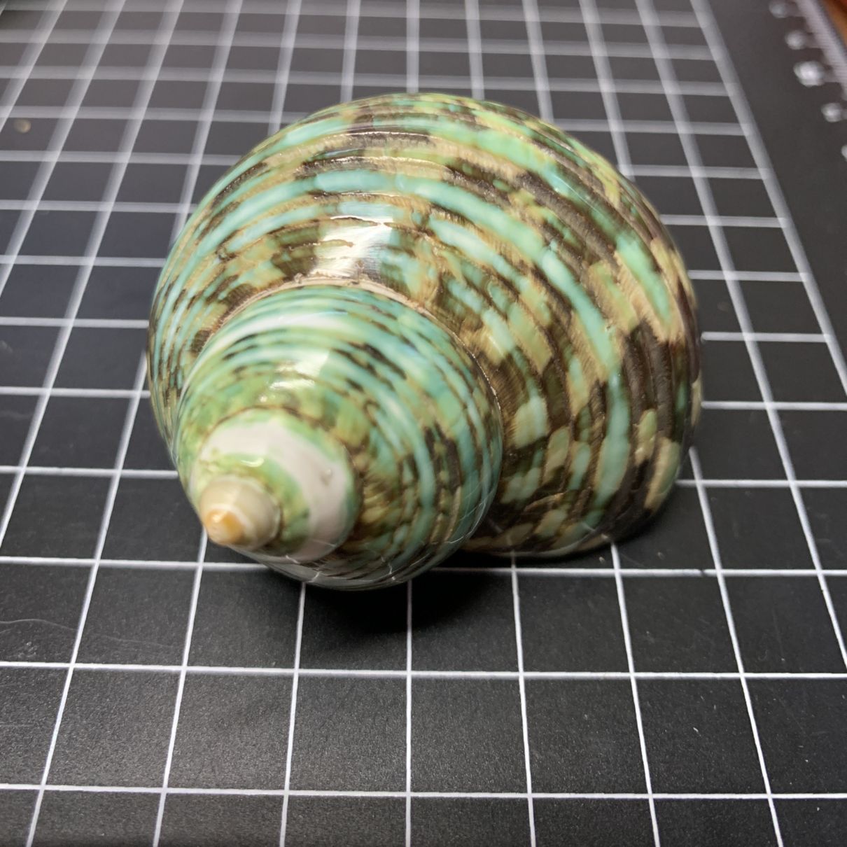 ピカピカサザエにはいっているムラサキオカヤドカリさん+貝殻1個【5cm