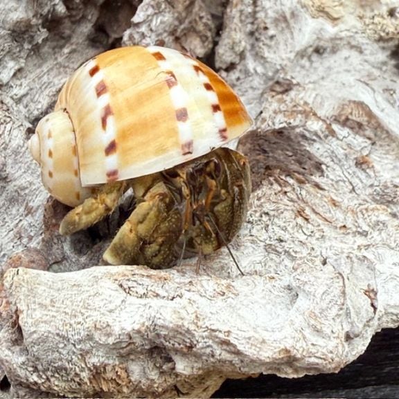 【ヤドカリ】 オレンジライン♪ムラサキオカヤドカリ | 海水魚図鑑（過去入荷