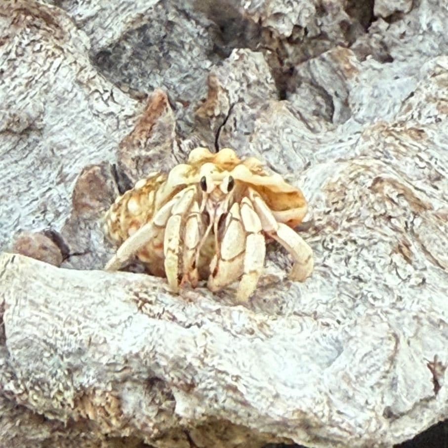 オレンジライン♪ムラサキオカヤドカリ | 海水魚図鑑（過去入荷