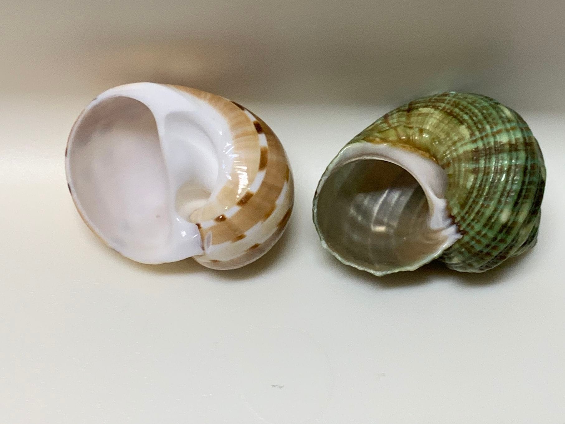 フロガイ＋ミドリサザエ 2個セット（殻口内径約1.3-2cm） | すべての