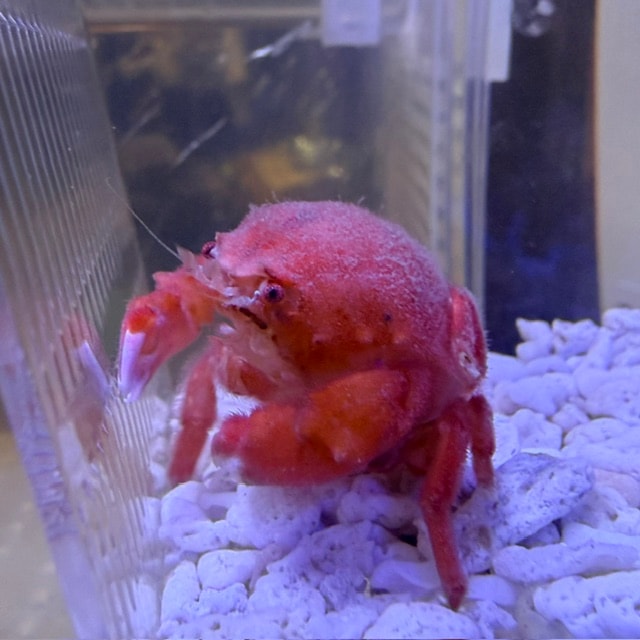 ドチザメ ベビー【近海産】 | 海水魚図鑑（過去入荷）,海水魚,サメ