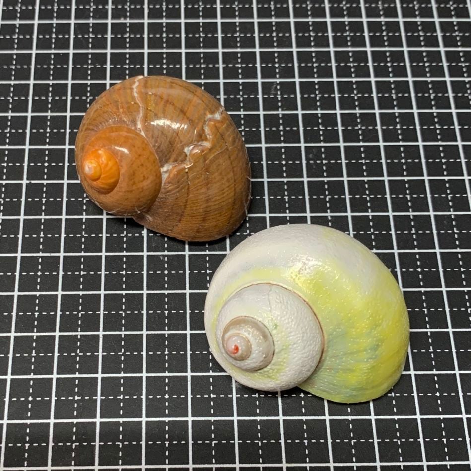 貝殻の販売ページ｜貝殻屋