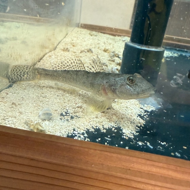 カージナルソルジャーフィッシュ【ハイチ産】 | 海水魚図鑑（過去入荷