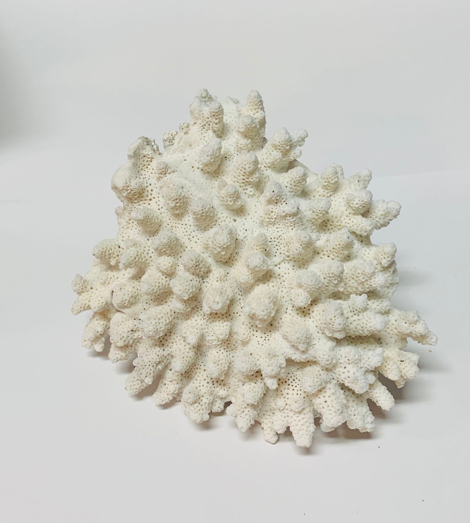 天然飾りサンゴ【002】 | オカヤドカリ飼育用品,シェルター・遊び場