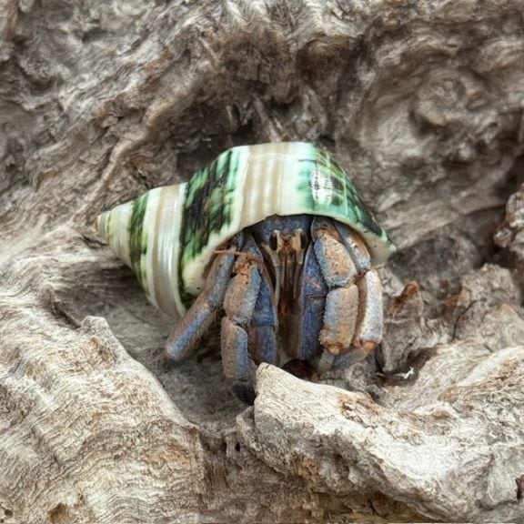 サザエグリーンM-L2個セット005【1点物サイズ】 | 役立つ